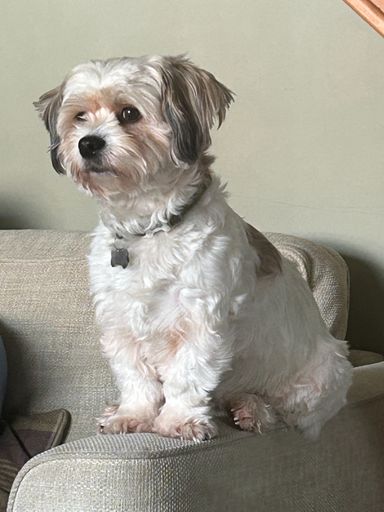 A little white dog, sitting on a sofa