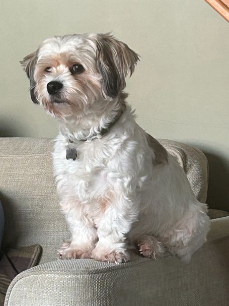 A sweet little white dog, sitting on the arm of a sofa